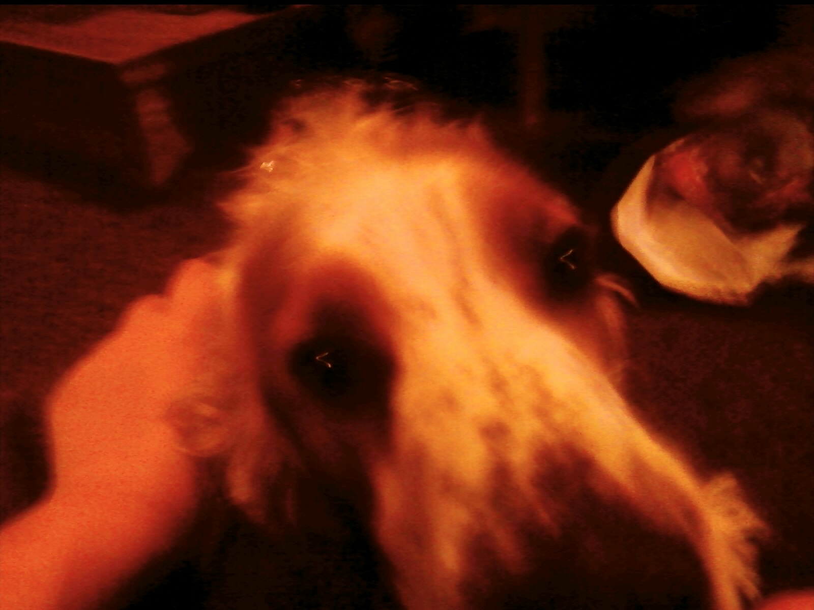 fido3.jpg