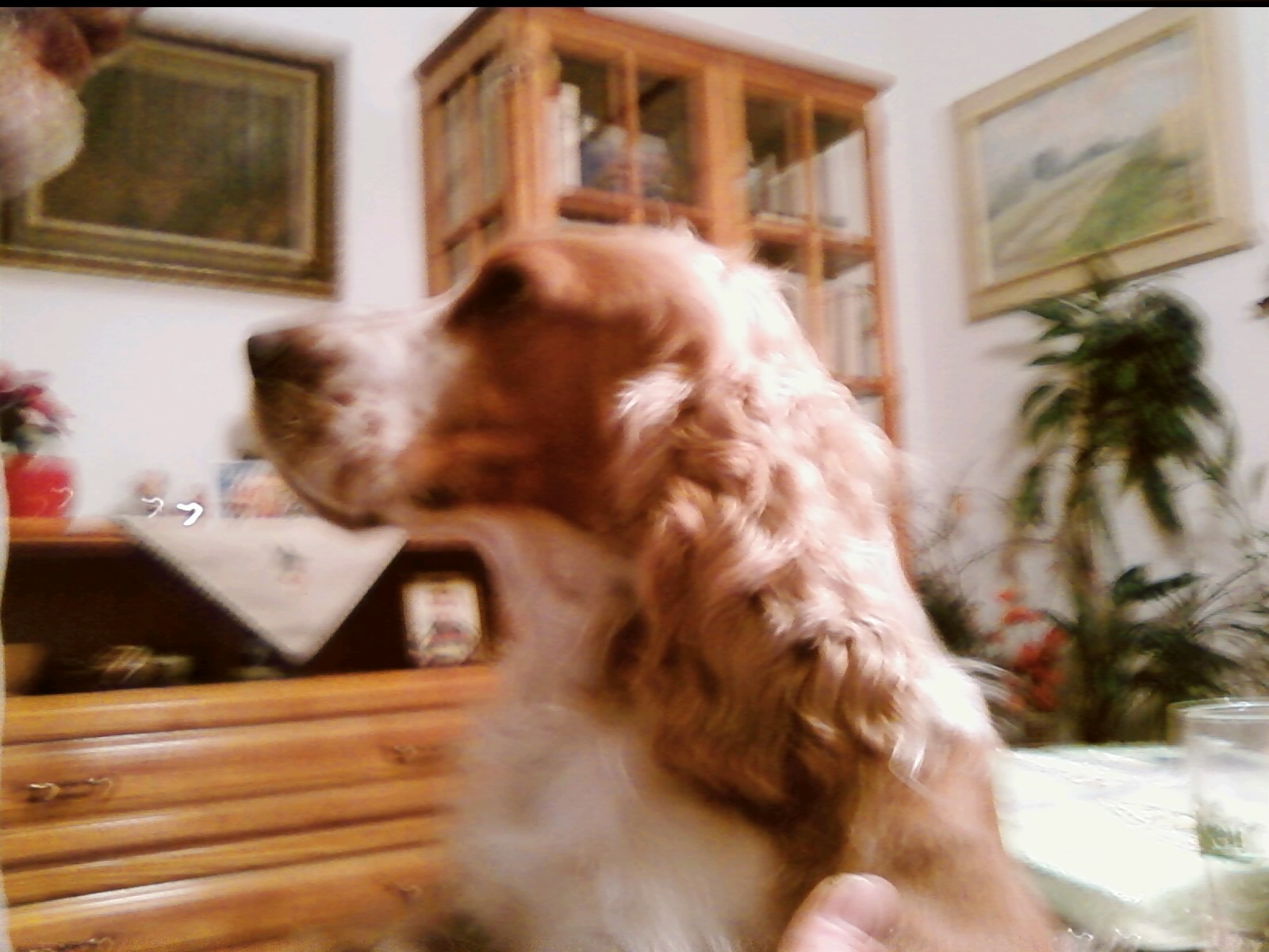 fido4.jpg